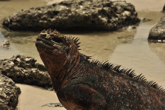 Uma orgulhosa iguana nos recebe em Tortuga Bay, na Ilha de Santa Cruz, em Galápagos